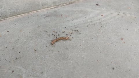 Ants attacks on big Centipede