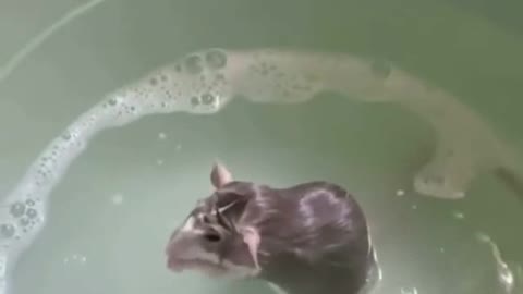 ADORABLE MOUSE TAKING A BATH AND SOAPING HIMSELF