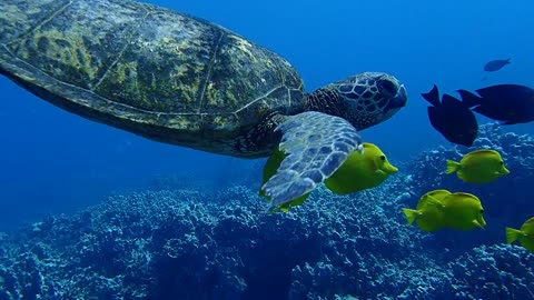 giant turtle fascinated the scuba diver