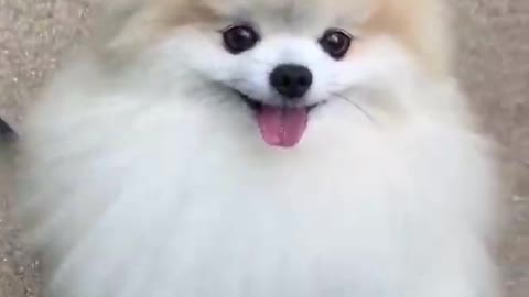 Cute doge video