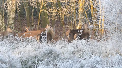 Herd Of Deers Reunion In Forest