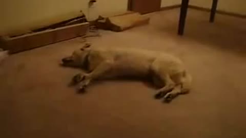 Dog walks while sleeping