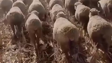 It's time to wake up the sheep...