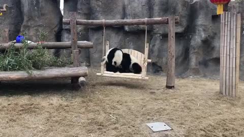 The little bully panda