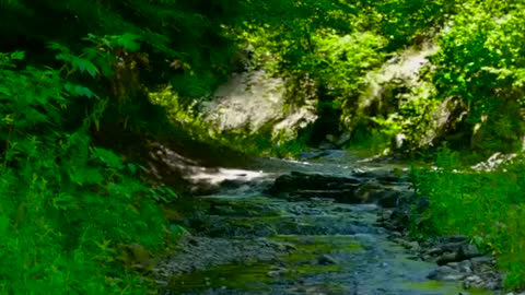 4K Forest Stream - Relaxing River Sounds - Nature Sounds, Singing Birds Ambience, Gentle River