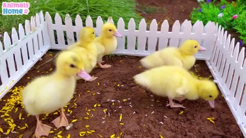 BiBi and duckling obedient help dad take care of the garden