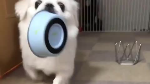 Dog training video.