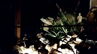Nighttime in the rock garden!