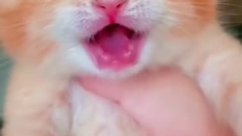 Cute kitty crying moment. 🐈