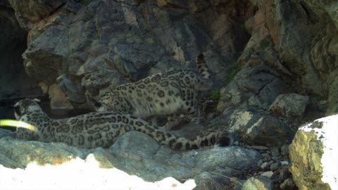 Snow Leopard Mother Anu & Cub Getting a Drink