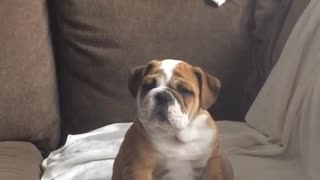 Strange noises make bulldog puppy do adorable head-tilts