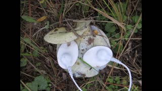 Blue Beauty Indian Cap Mushroom September 2021