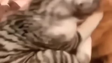 Cat and kittycat video
