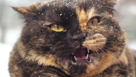 Angry wild cat with snow in hair