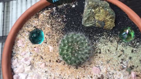 Mammillaria (Old Lady) Cactus In Flower Plus Bonus Cacti.😁