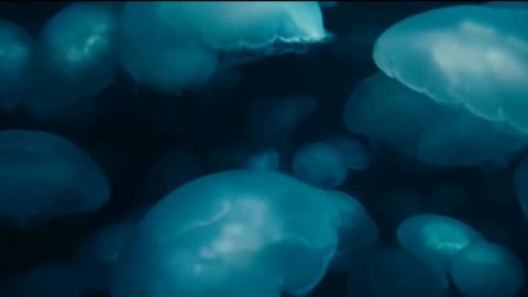 Beautiful underwater world, a fascinating creature