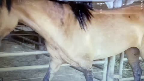 Injured mare at kill pen