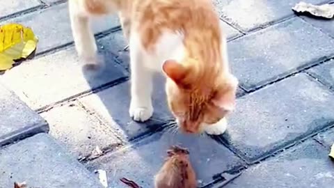 Watch funny and cute cats❤️