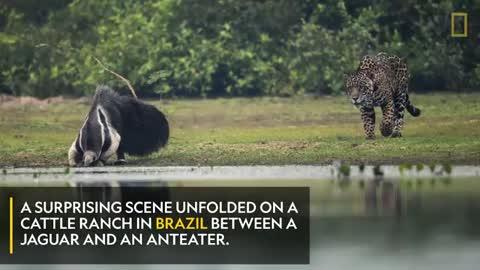 Jaguar and Giant Anteater Standoff Ends With a Twist - Nat Geo Wild.mp4