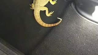 Bearded Dragon in car