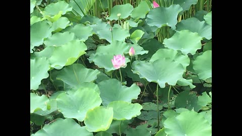 Lotus flowers