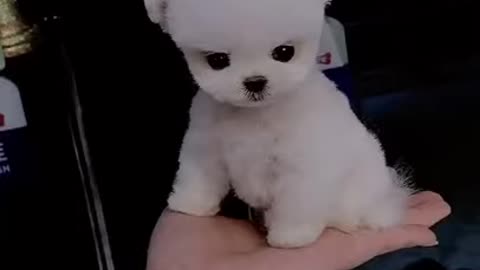 Baby cute funny dog