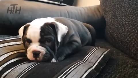 Bulldog Puppies 😍 cute Bulldog puppy videos