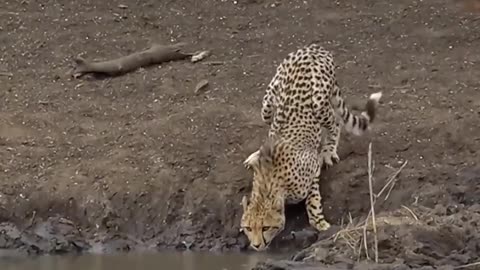 Looks like leopards are destined for crocodile food this time