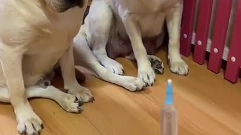 Dogs afraid of injection