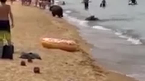 In Russia, bears bathe with people on public beaches.