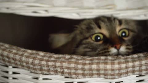 Black and tabby cats peeking out of a wooden basket