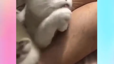 Very cute and funny kittens and puppies