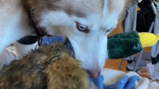 Angry Husky Protecting it’s Duck Toy