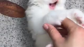 Little kittens meowing and talking