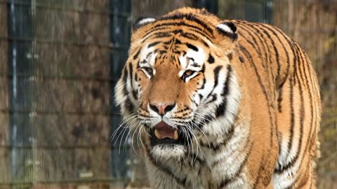 Tiger in forest