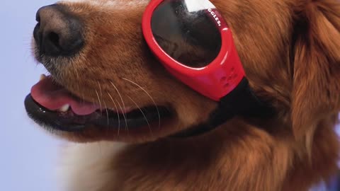 a-dog-with-red-sunglasses