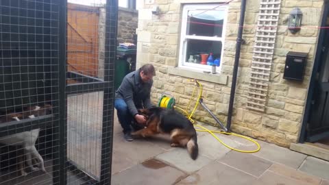 German Shepherd Cries Out In Happiness After Months Apart From Owner