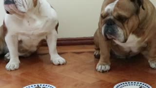 Naughty English Bulldog cheats during 'leave it' challenge