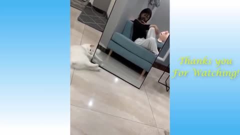 Daily dose of Cute Pets And Funny Animals Compilation