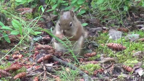 Strange Fatty squirrel eats like speedster