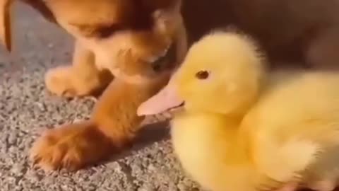 Little Puppy Playing With Little Duck 🤪🤪 #puppy