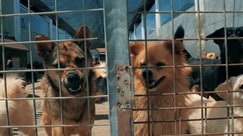 Gimbal steadicam shot of sad dogs in shelter behind fence waiting to be rescued