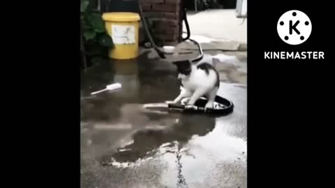 Funny cats irritating their masters