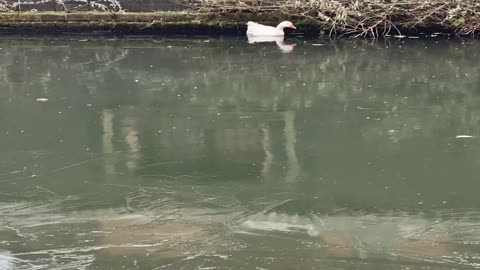 Goose Rescued from Frozen Canal