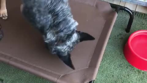 Black dog rolling around on brown dog bed