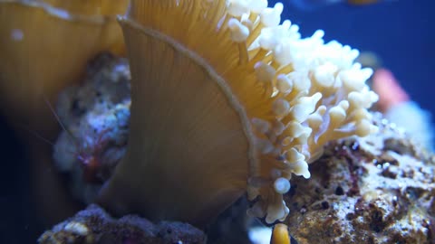 Red little shrimp, anemone and clownfish in an aquarium