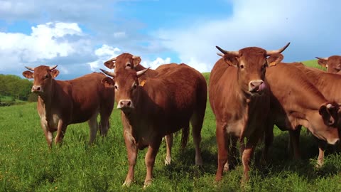 Cows in the Field Juggling