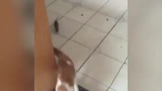 Mouse want to Caught Cat