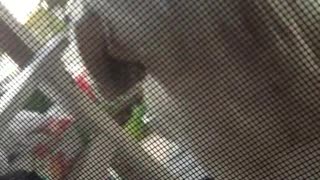 Labrador doesn't understand to grab leash to open screen door