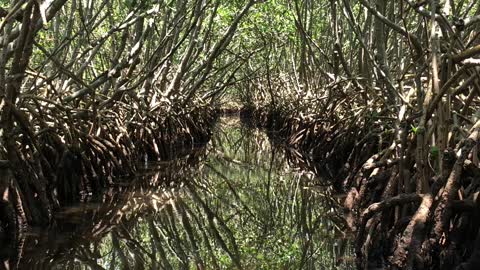 Weedon island kayaking